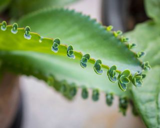 kalanchoe pinnata leaf with baby leaves on the edge