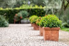 A gravel garden with a row of ribbed terracotta pots displaying plants