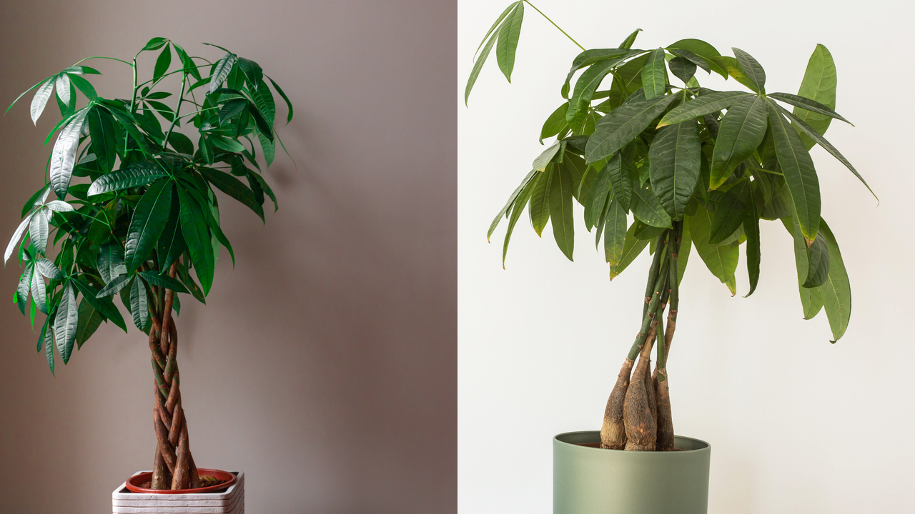 Mature money tree in front of gray wall and white wall in gray pot