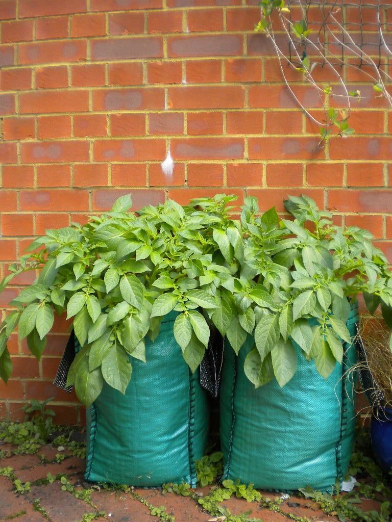 Above Ground Raised Potato Plants