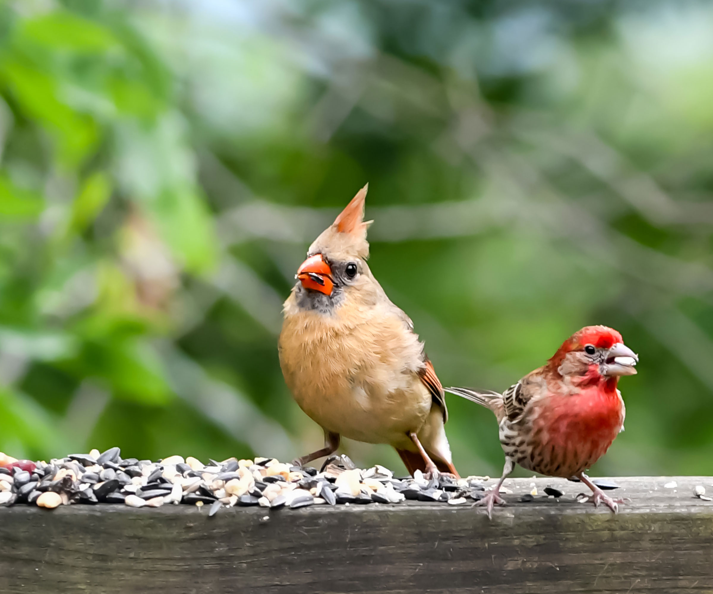 cardinal and finch eating seed on bird feeder