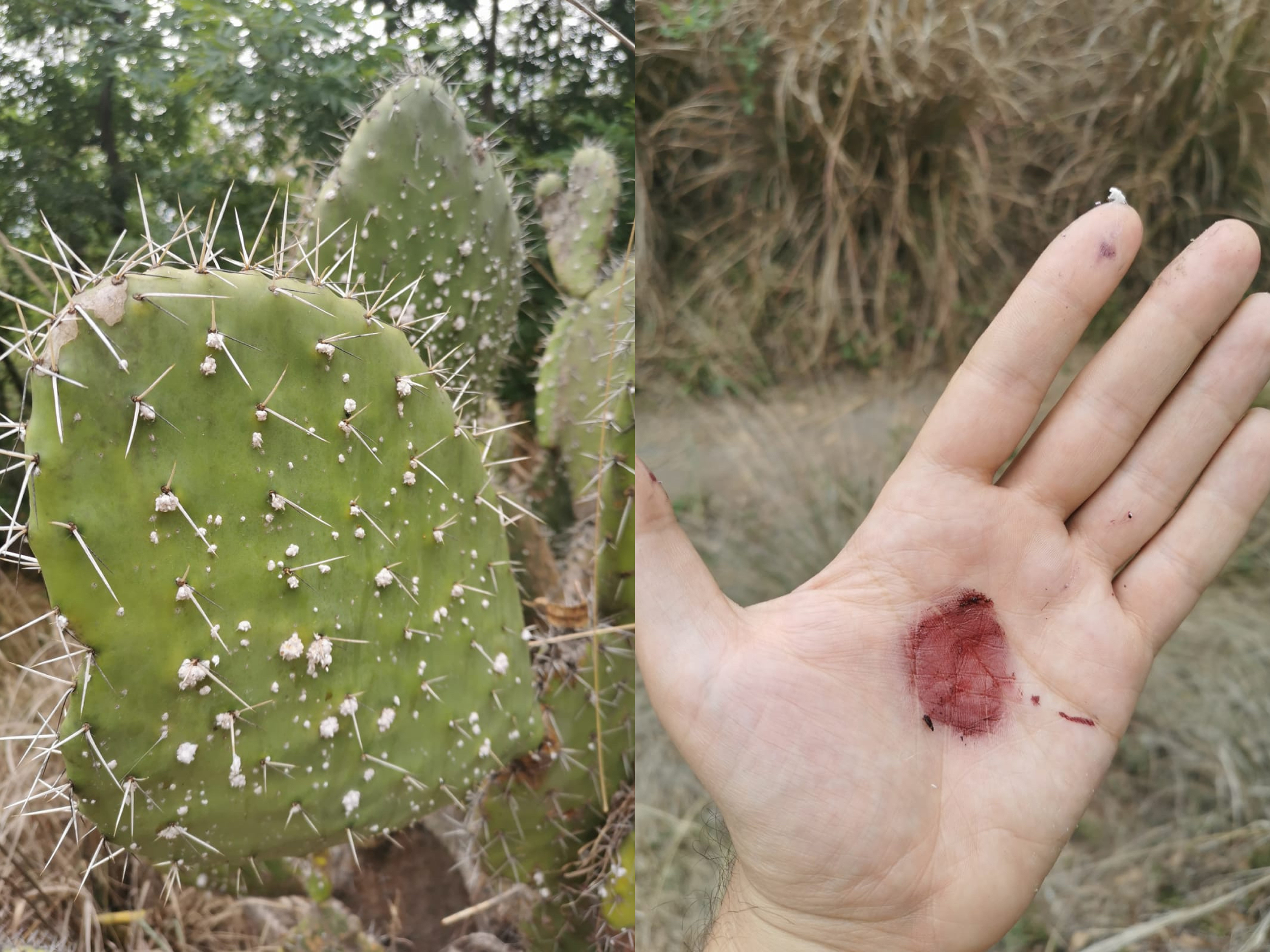 Cactus plant, red colour on palm