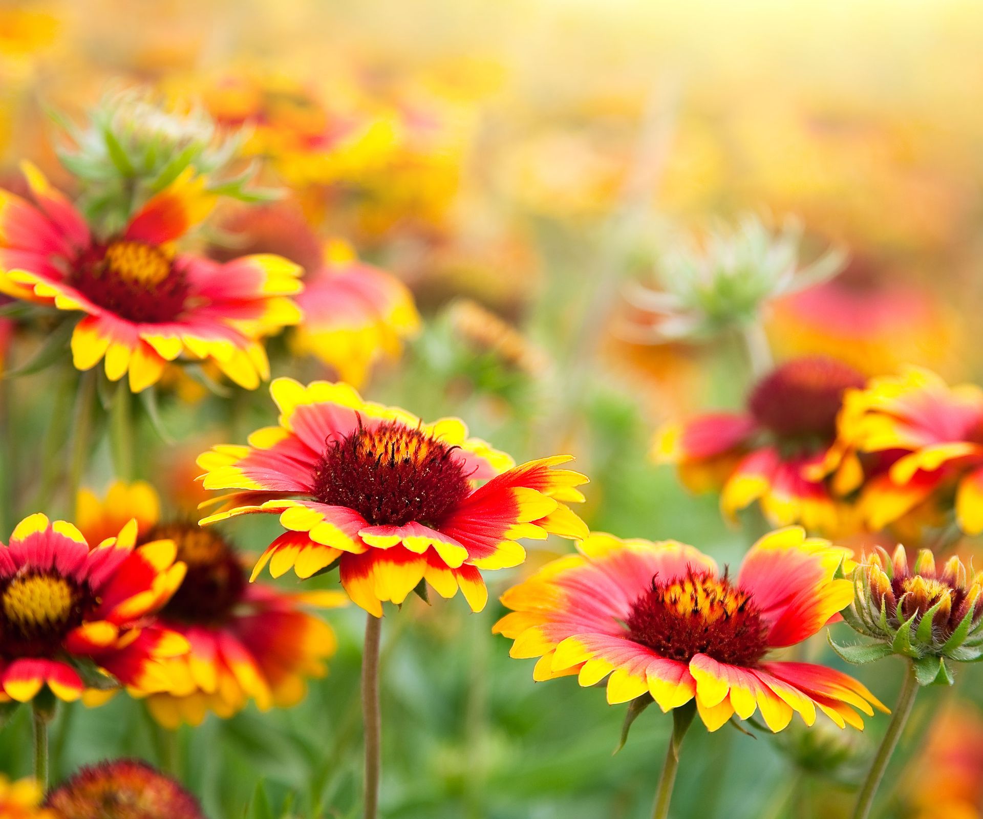 Gaillardia (Blanket flowers)