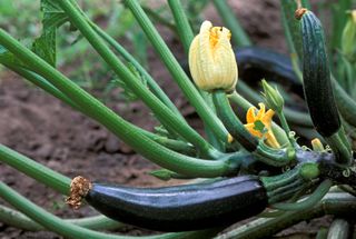 best plants for beginners: courgette