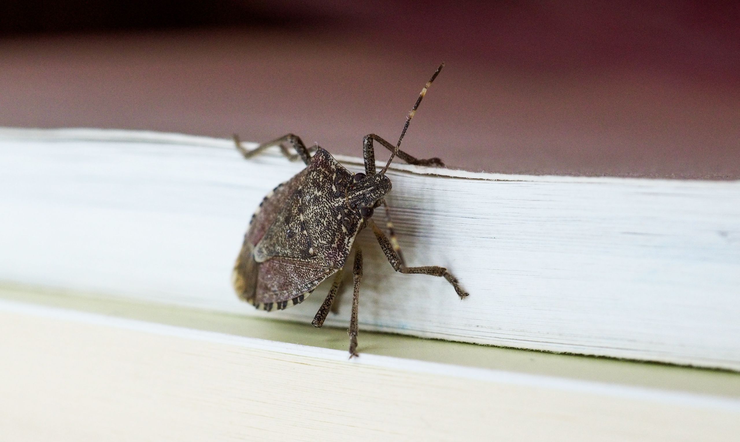 Rectangular Bug Why do stink bugs come in your house? Here's how to repel them | Tom's ...