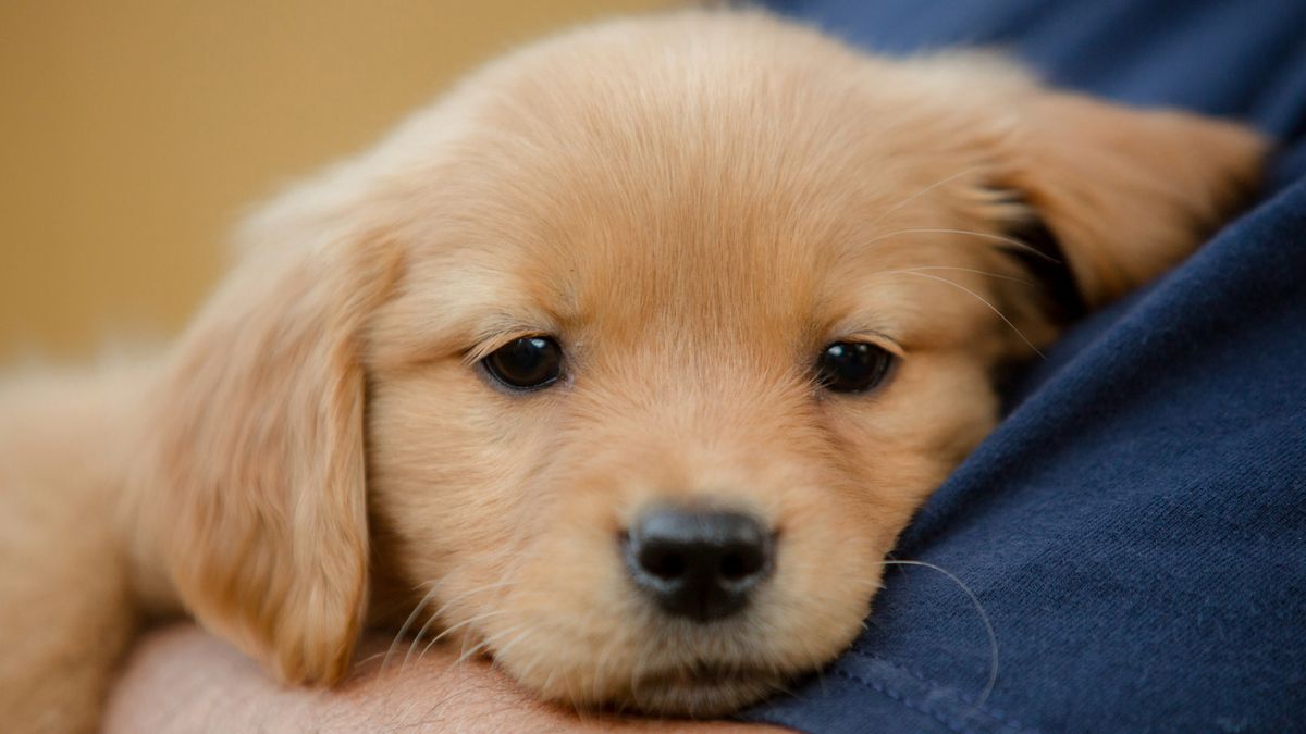 Labrador puppy in owner&#039;s arms