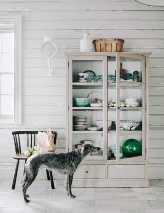 Dog theft prevention tips, large dog standing by a dresser in a kitchen