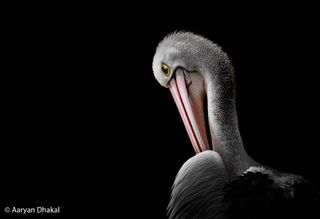 A pelican. 