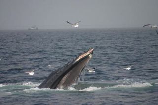 A humpback whale with a scar on its side, maybe incurred from this newly-observed feeding behavior. 