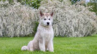 Alaskan malamute puppy in a big garden