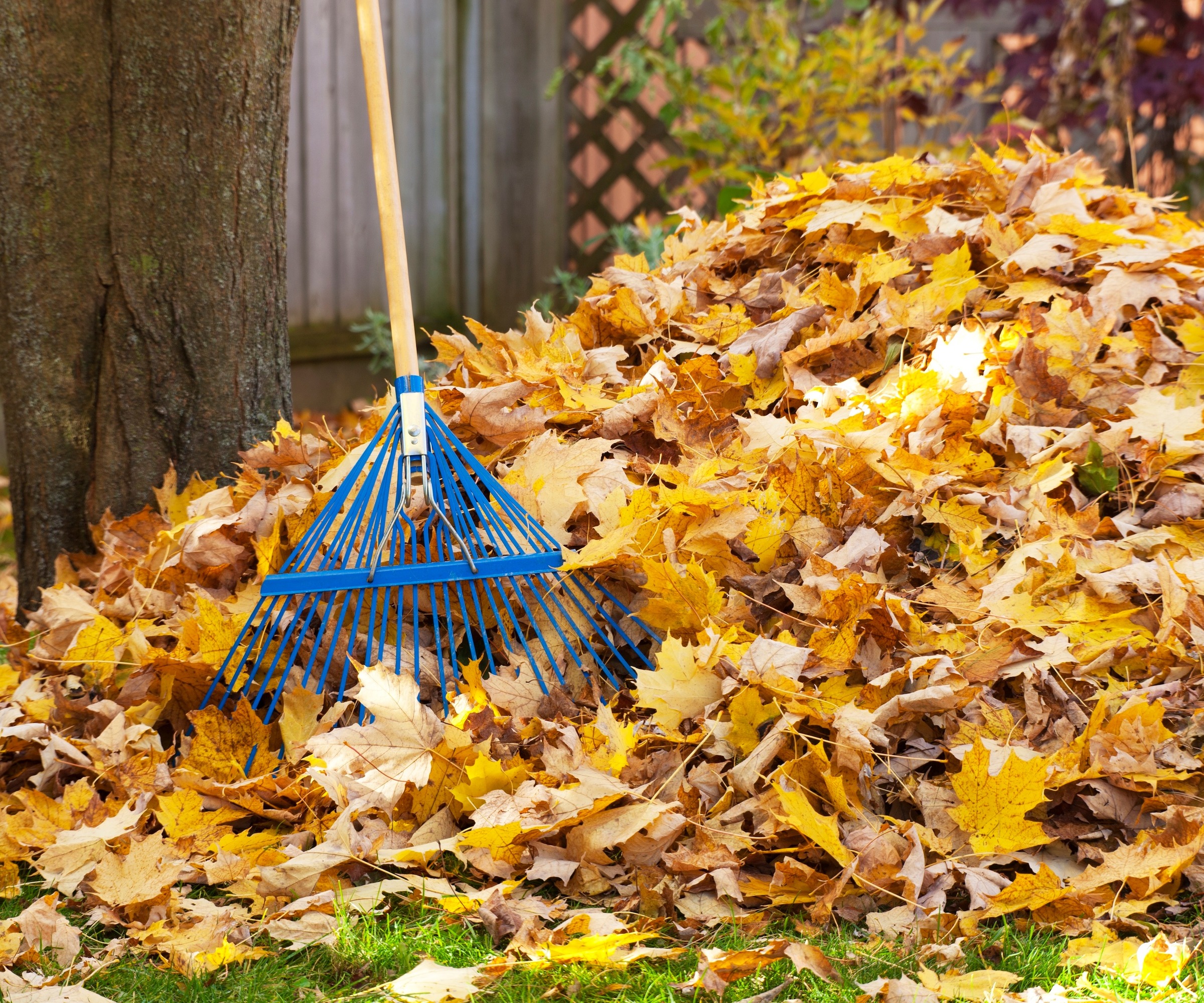 A blue rake next to a pile of autumn leaves in a leaf pile