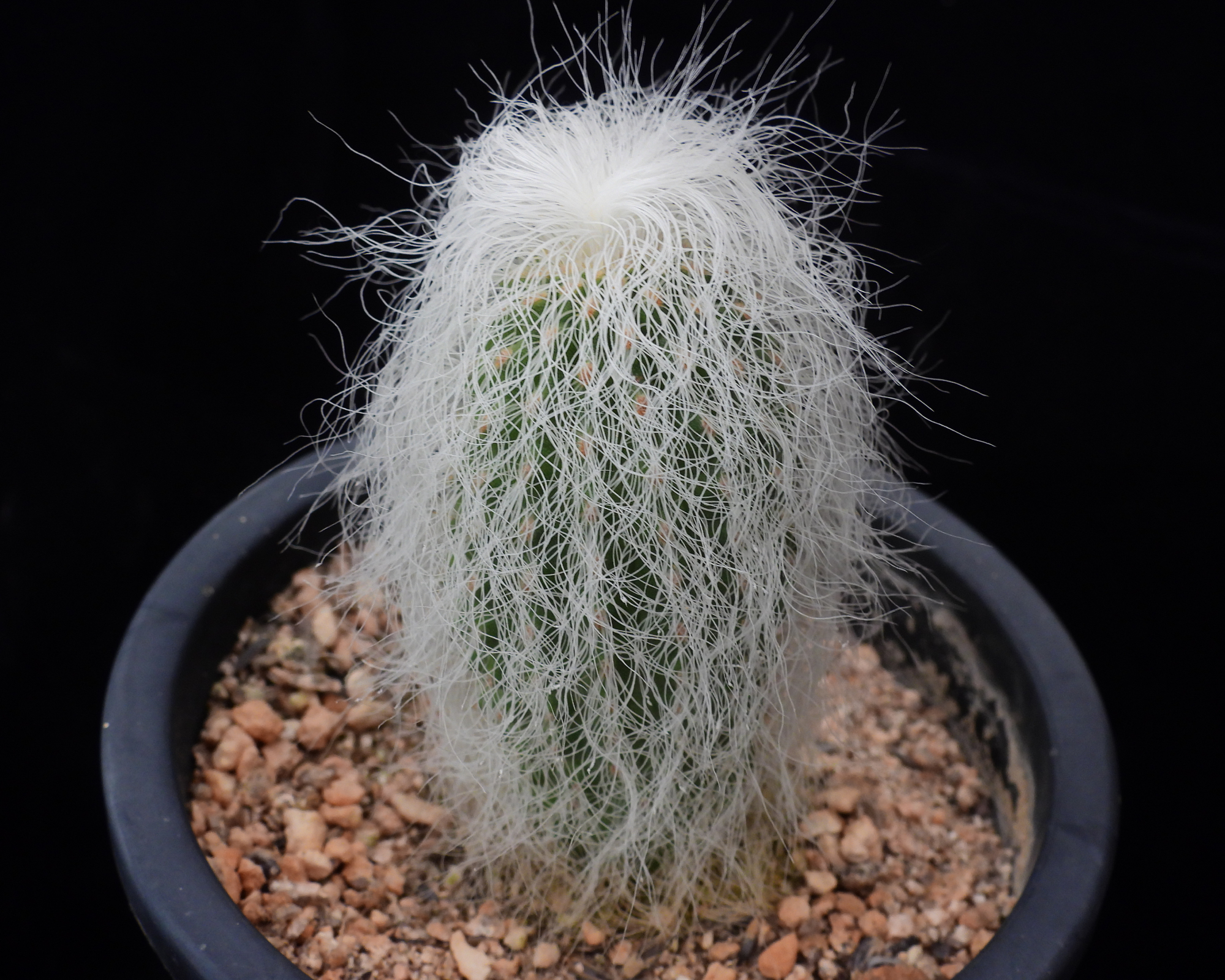 old man cactus