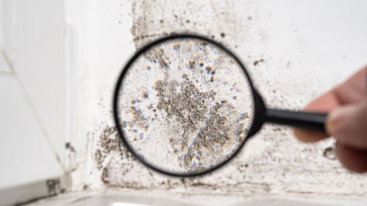 close up of mould on a wall with magnifying glass