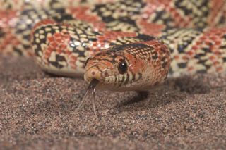 long-nosed snake