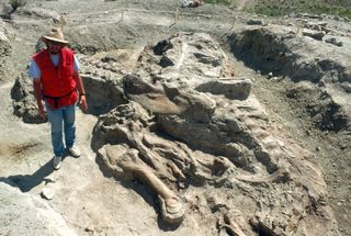 Jack Horner, Curator of Paleontology at Museum of the Rockies (and technical adviser for all the "Jurassic Park" films), provides scale for Tyrannosaurus rex fossils at excavation site near the Fort Peck Reservoir in June 1990. Named for its discoverer, Kathy Wankel, the Wankel T. rex is estimated to have weighed six to seven tons.