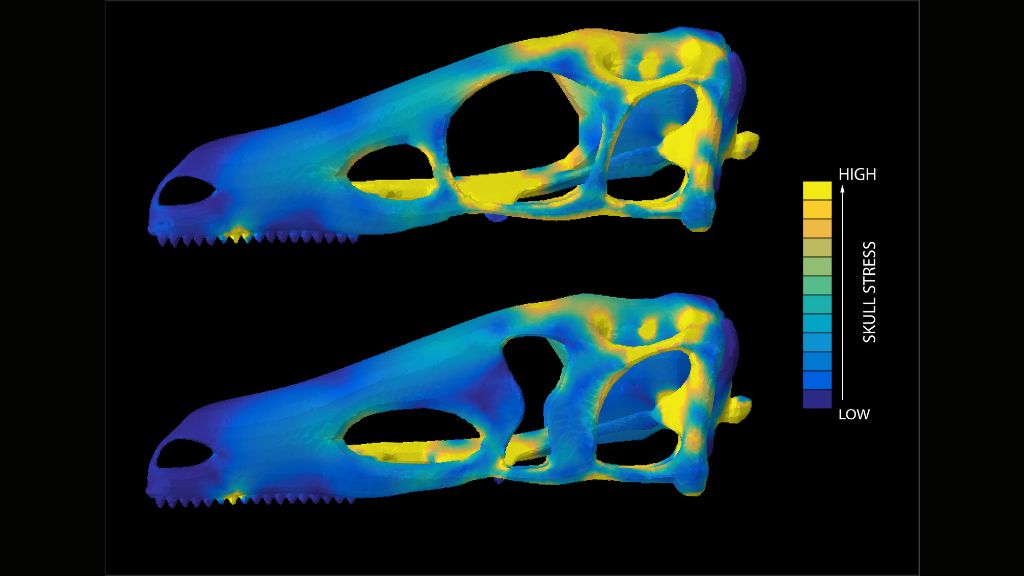 computer models show how a keyhole-shaped eye socket distributes forces compared to a circular socket