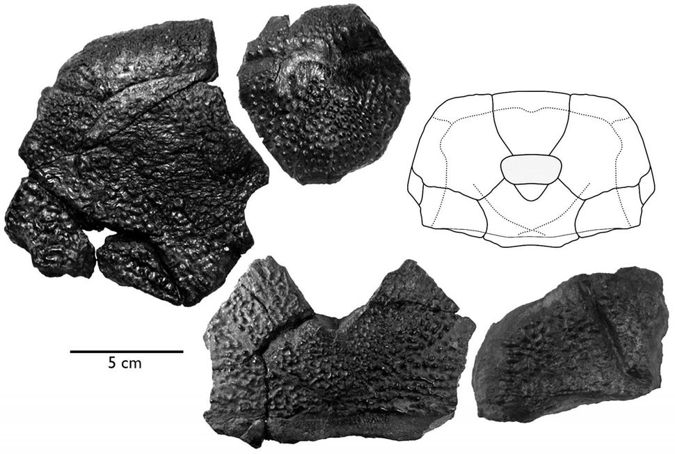 armored dinosaur fossil
