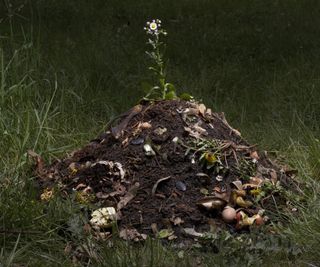 Compost heap