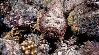 Stonefish hiding in dead coral.
