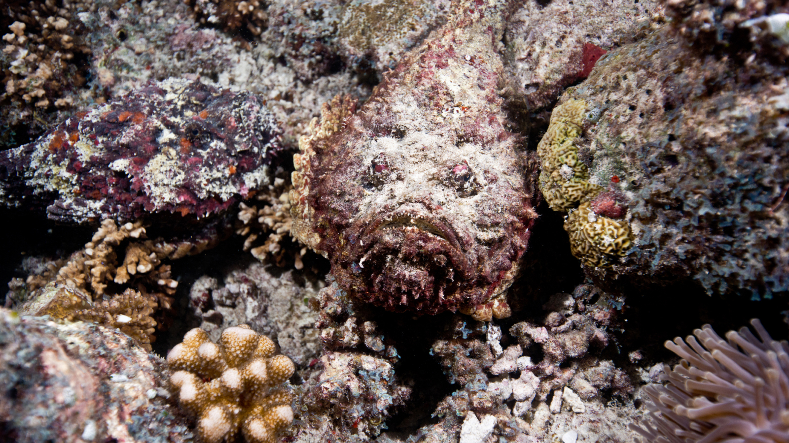 Stonefish hiding in dead coral.