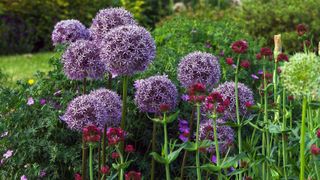 How and when to plant allium bulbs