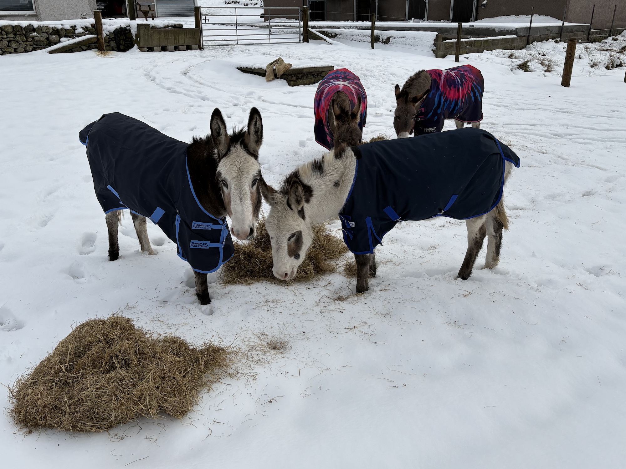 Peanut and Popcorn in the snow in their new home (credit World Horse Welfare rehomer Carol)