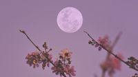 full moon with branches covered in blossom in the foreground. the entire sky takes on a dusky pink hue.