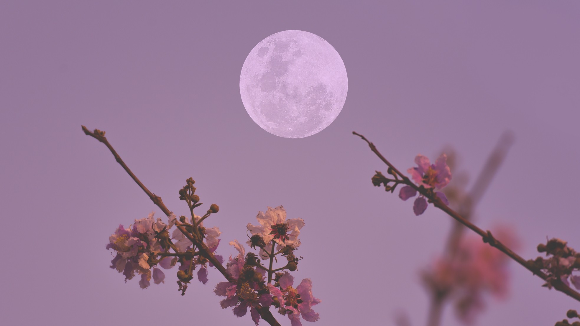 full moon with branches covered in blossom in the foreground. the entire sky takes on a dusky pink hue.