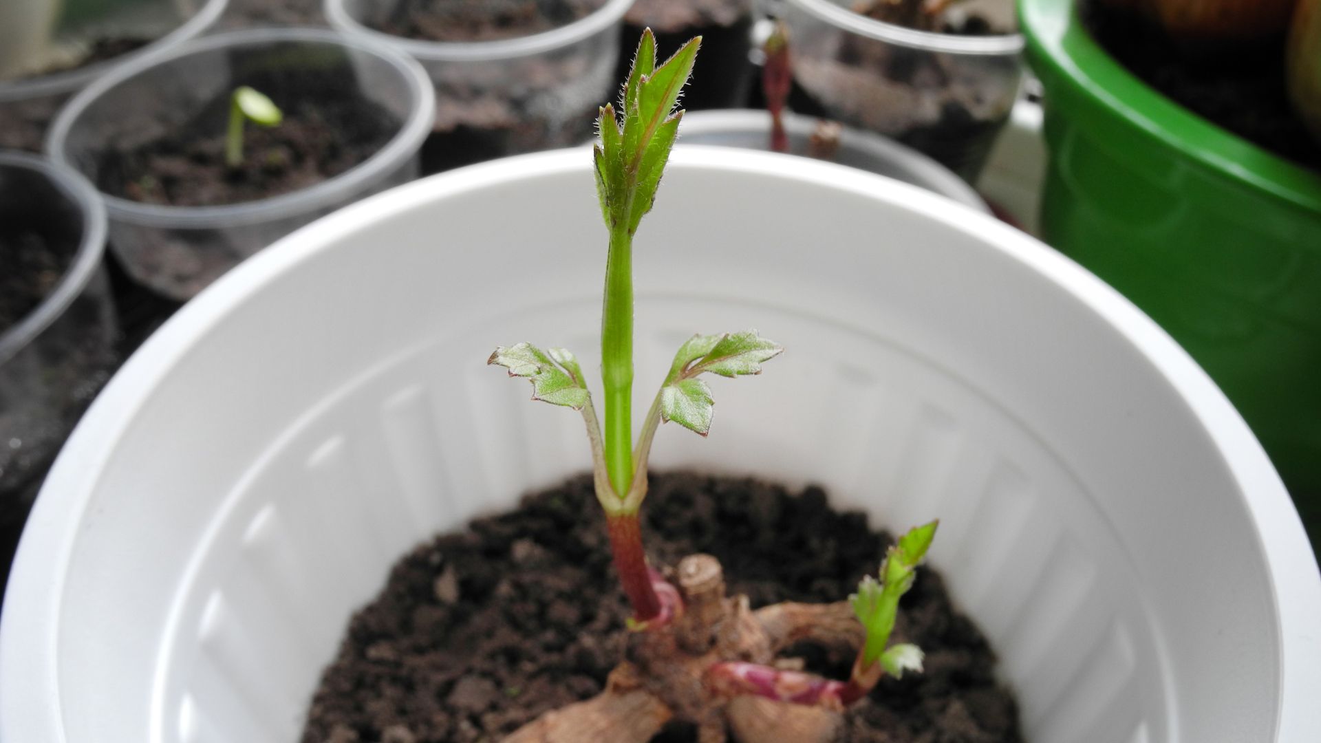 picture of a germinated dahlia tuber