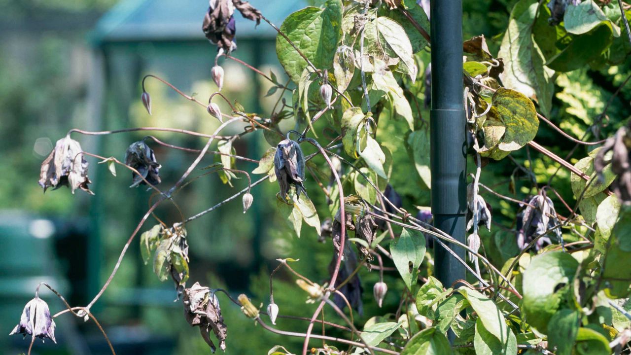 Clematis wilt on C. &#039;Viola&#039;