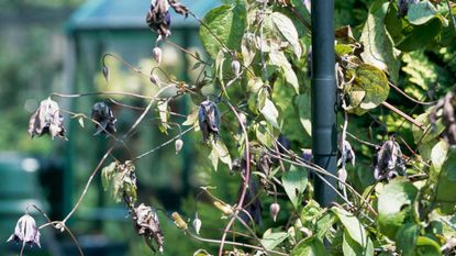 Clematis wilt on C. 'Viola'