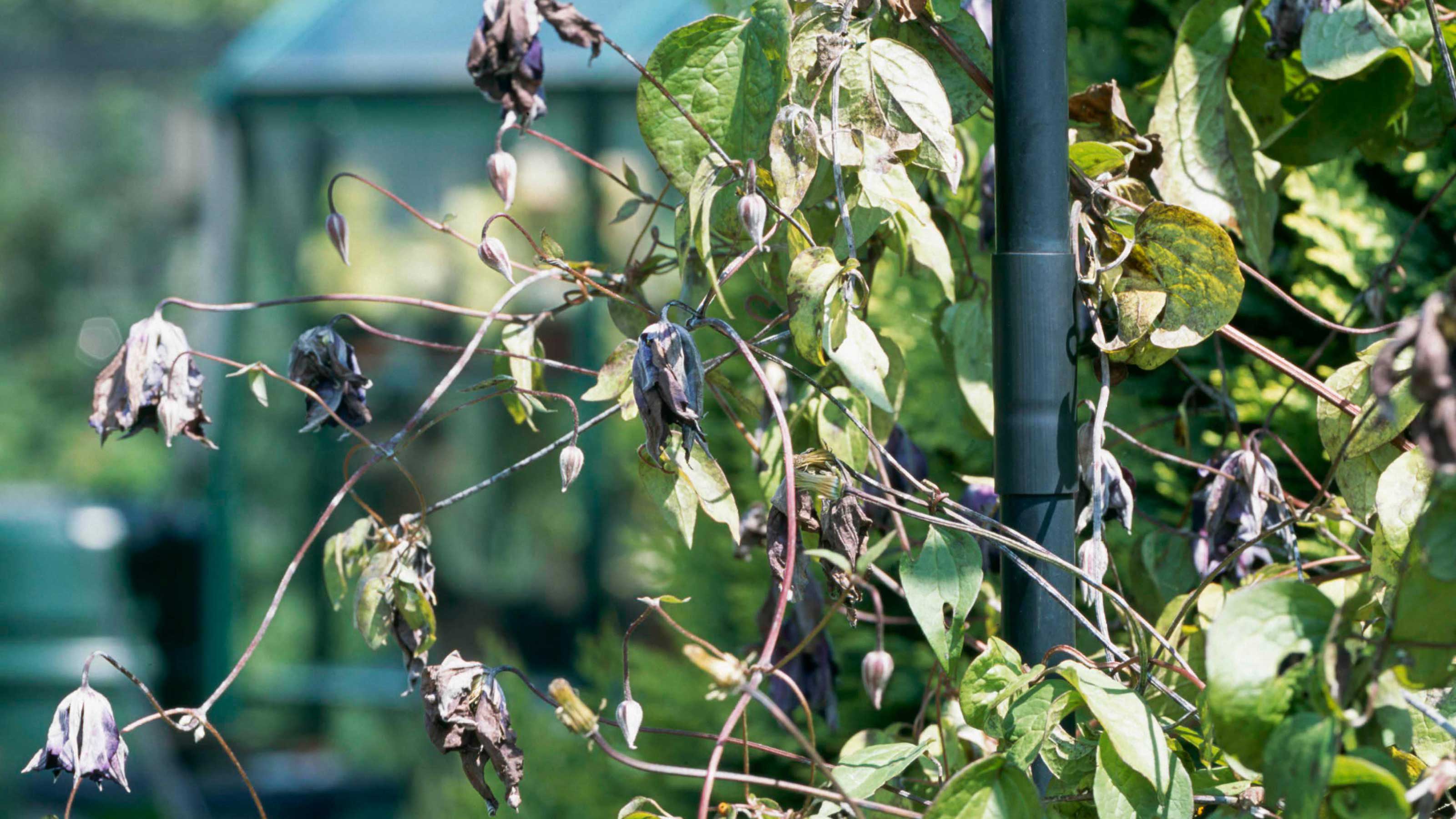 Clematis wilt how to identify and treat this plant disease Gardeningetc