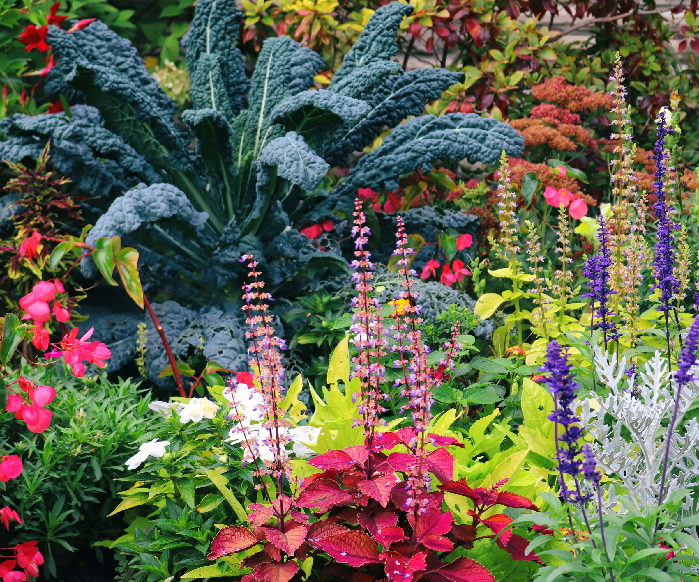large kale plant in garden border with mixed flowers and plants