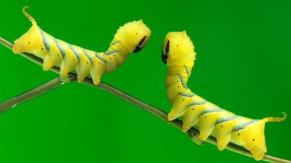 Caterpillars, Colin the Caterpillar and Cuthbert the Caterpillar, M&S, Aldi