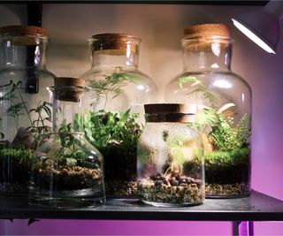 Grow light terrariums