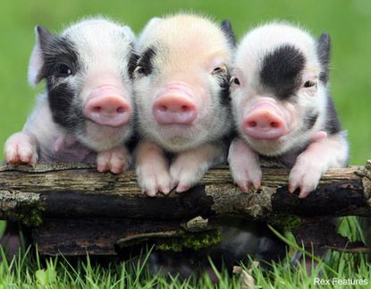 Micro piglets - Celebrity News - Marie Claire