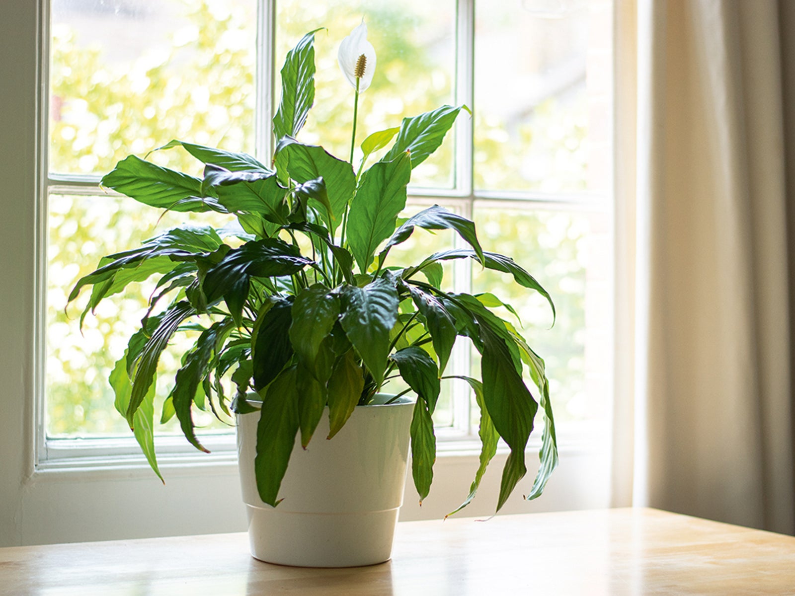 Peace lily house plant next to a window in a beautifully designed interior