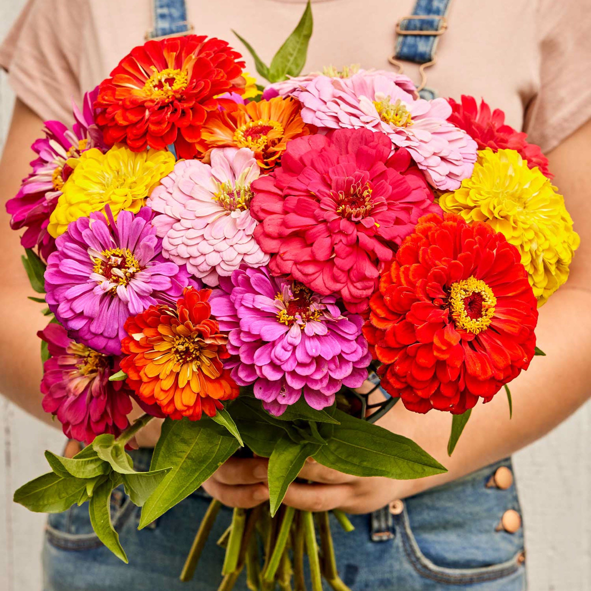 Giant Flowered Mixed Colors Zinnia Seeds