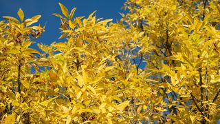 Nikon D5600 Review: images hows autumn leaves against blue sky