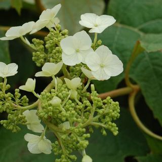 Hydrangea Snow Queen showing white flowers