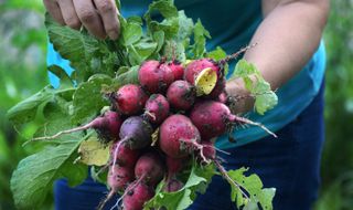 Close up of a bouquet of radishes just being harvested