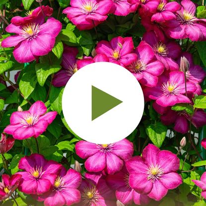 Pink Clematis Vine