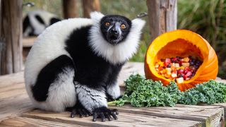 An image of a lemur from the Smithsonian Institution Open Access library