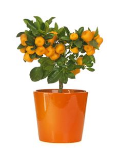 Bonsai Fruit Tree Potted In Orange Ceramic Pot