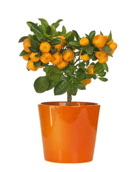 Bonsai Fruit Tree Potted In Orange Ceramic Pot