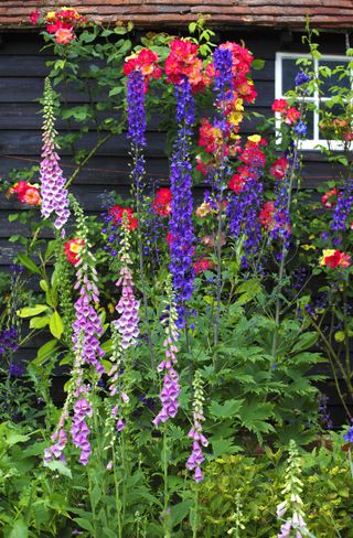 how to plan a cottage garden foxgloves and roses