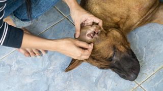 cleaning dog's ear