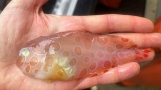 A blotched snailfish was recently dragged up from the deep sea by researchers in Alaska. Thise who held it say it felt like Jell-O.