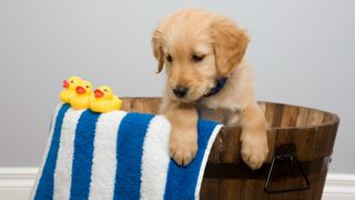 Puppy in wooden tub with towel and rubber ducks