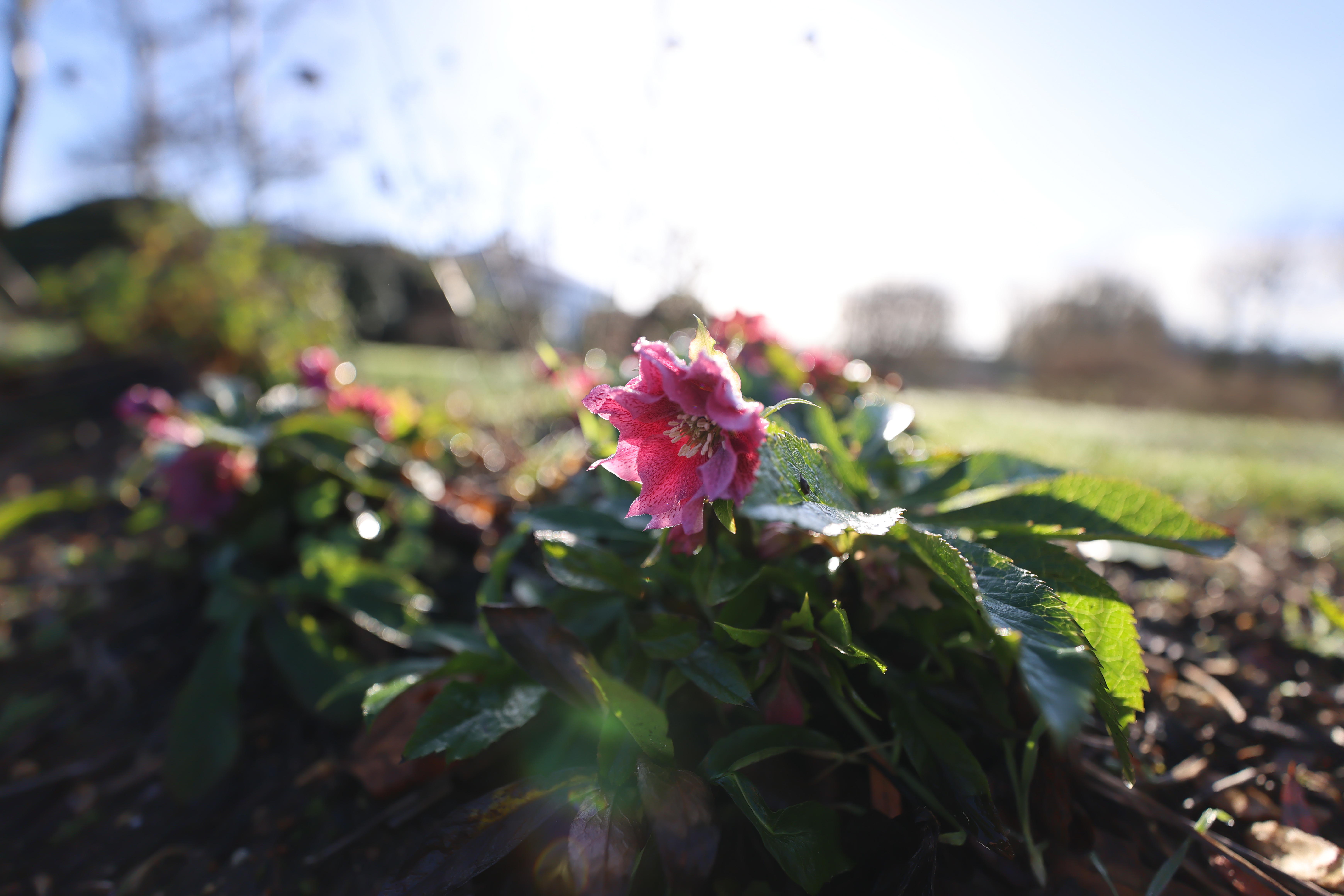 Close-up of a pink flower with a bright sun behind it